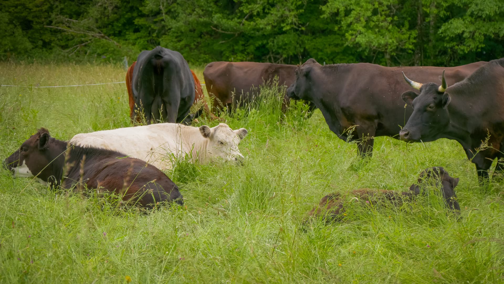 Cattle resting and grazing in tall pasture grass