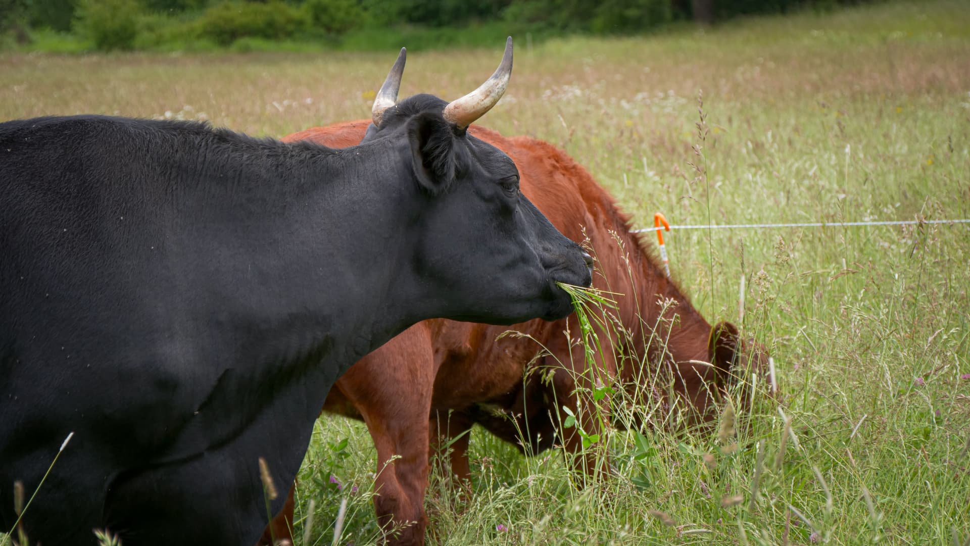 A black cow grazing beside a red cow in tall grass